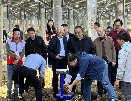 3e220963fbff585b3ae305a689842c42.png 揭陽農(nóng)墾舉辦魔芋產(chǎn)業(yè)推進(jìn)會(huì)3.png